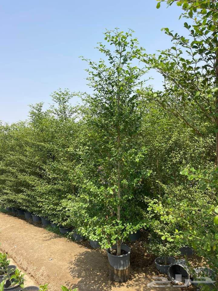 جميع انواع الزراعة64210551044993112