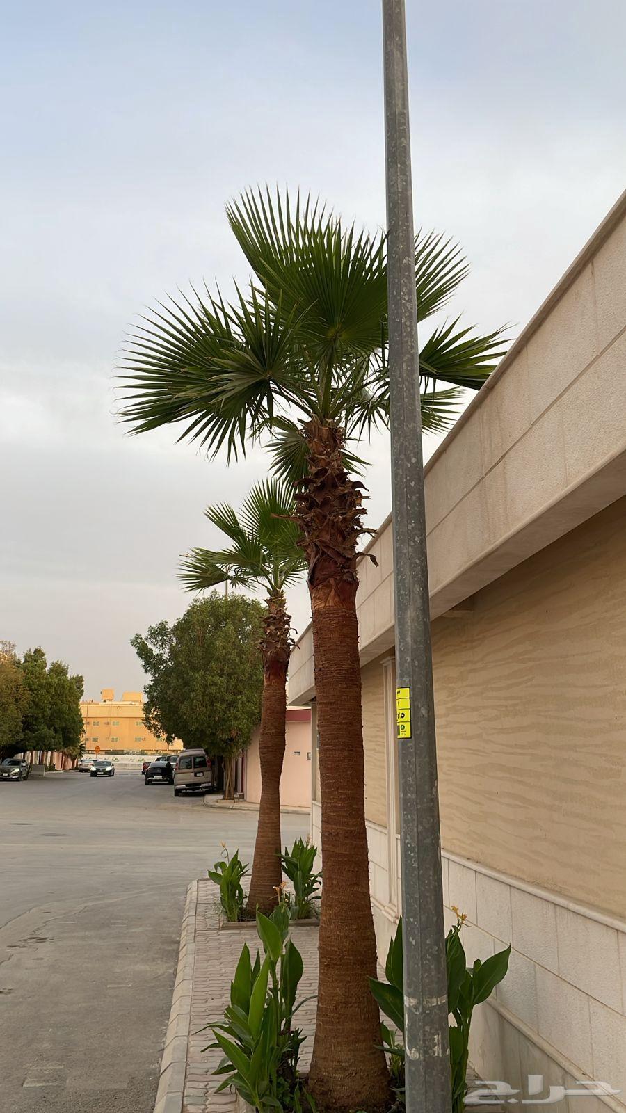 تكريم نخيل وقص الاشجار وازاله النخيل64377724833281111