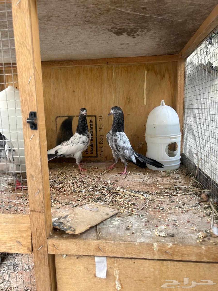 تيدي بلغاري ابو غيث64211819115009114