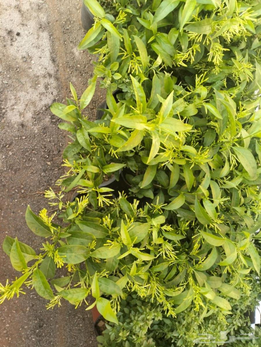 Nursery for landscape design64210094416641114