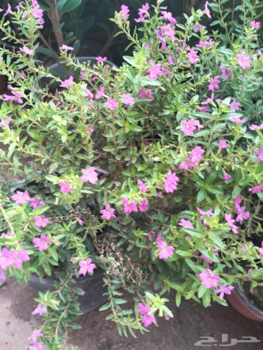 Nursery for landscape design64210094416641113