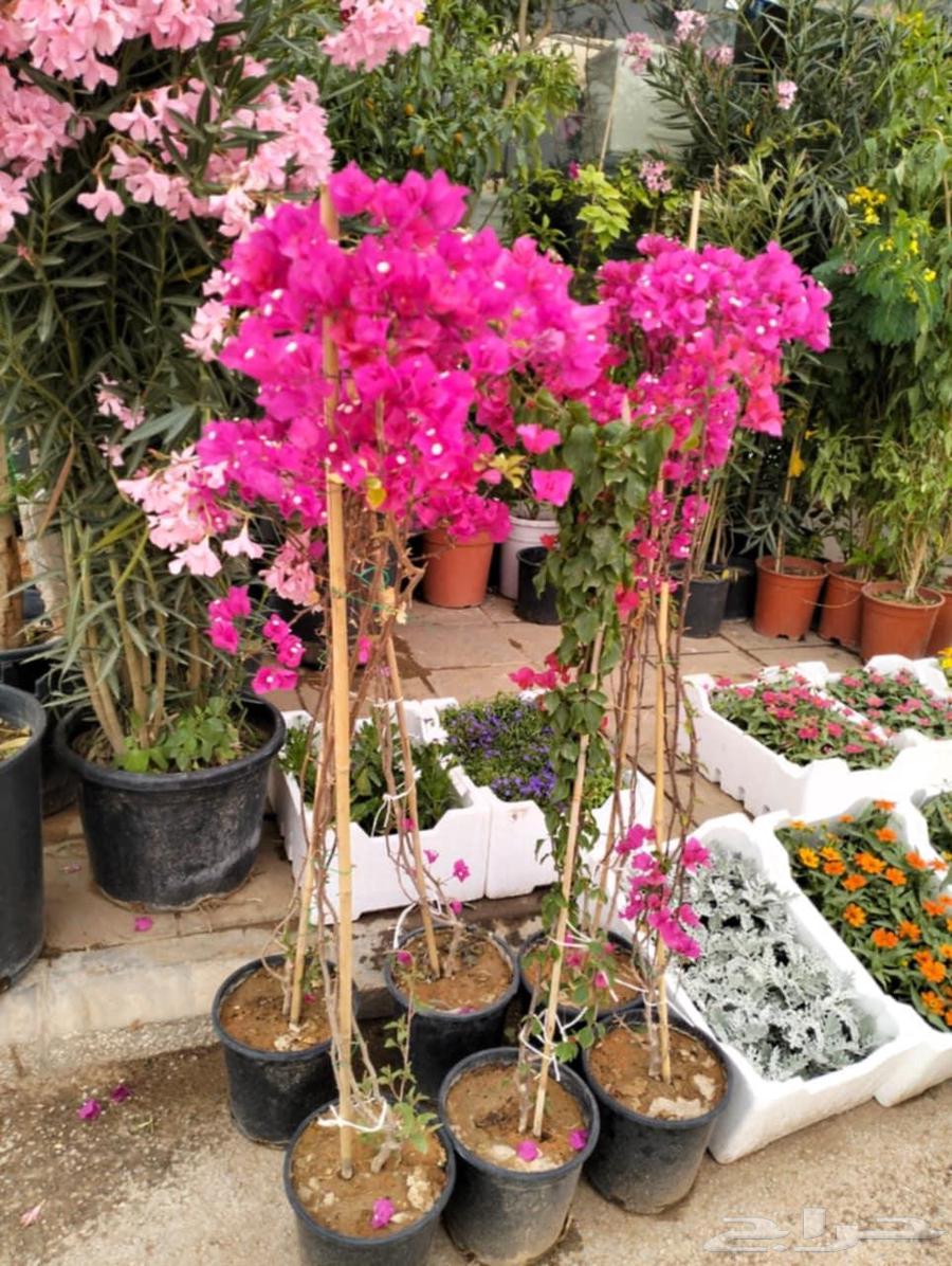 Nursery for landscape design64210094416641111