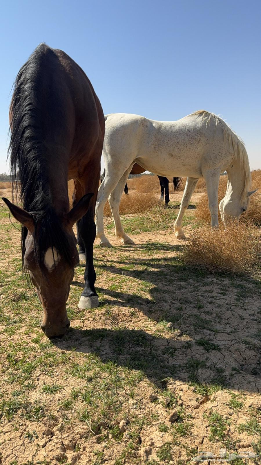 ايواء خيل64224904999299111