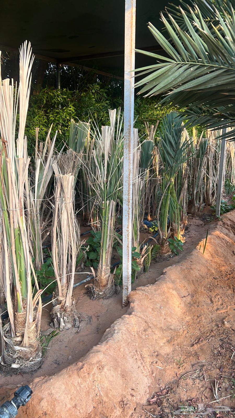 شقراء جميع أنواع النخيل والحين والزيتون وأشجار السدر64214117116545113