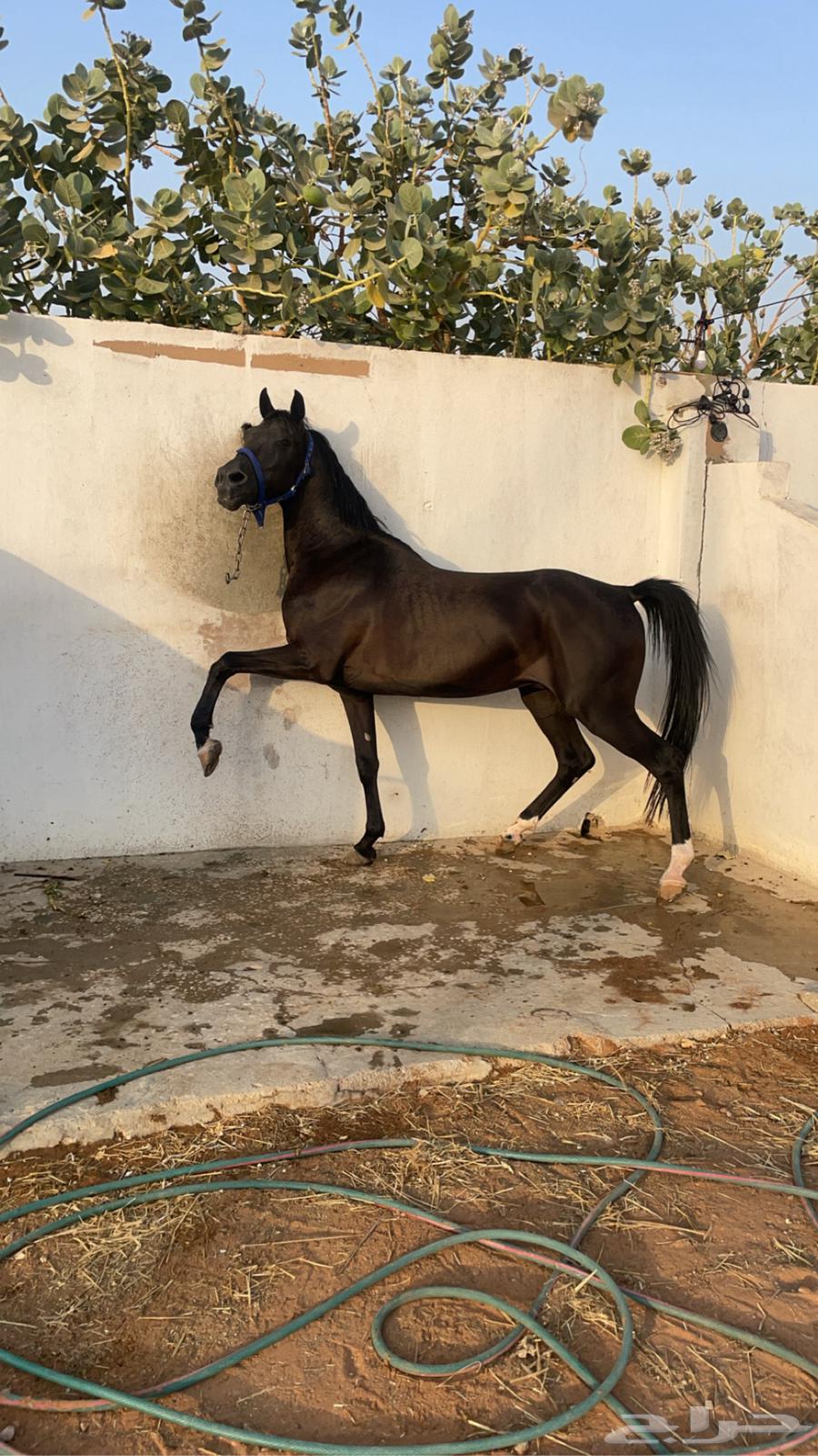 ايوا خيل ب اسعار مناسبه لجميع64216462158979112