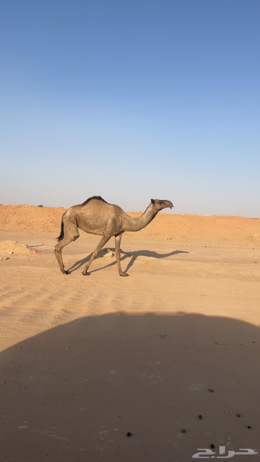 بكره ضريبه سليمه من العذاريب64216462063361110