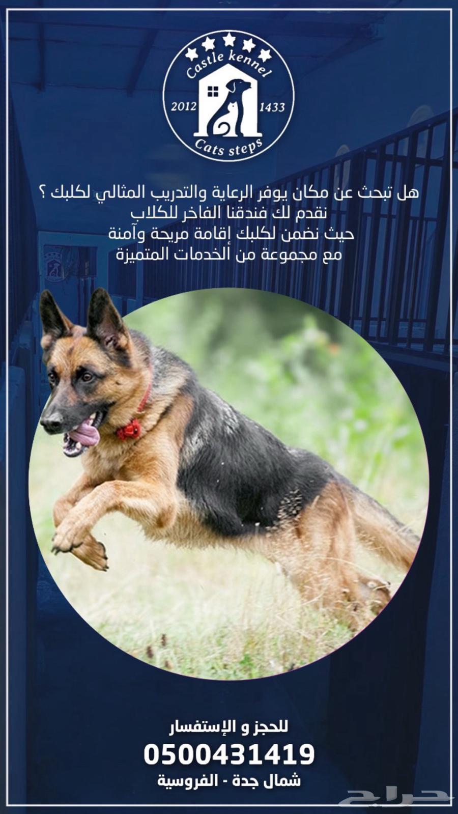 فندقة وتدريب كلاب64214347992578110