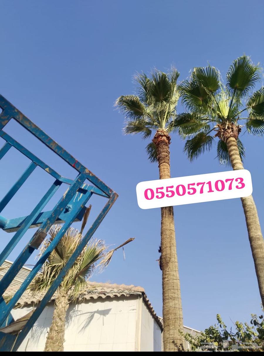 Trimming, cleaning, pruning of Arabian and Washingtonia palm trees, and changing the soil64214345940354112