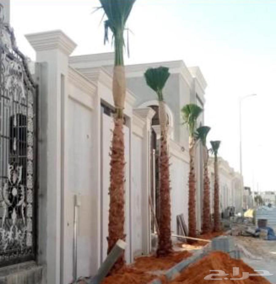 مقاول نخيل64212449420929110