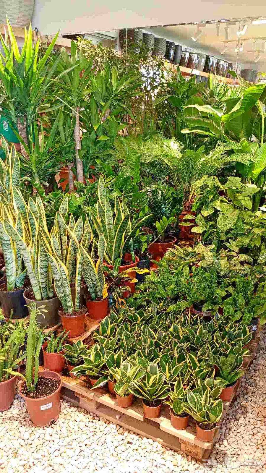 مشاتل وتنسيق حدائق وصيانة شهريه64212227434881110