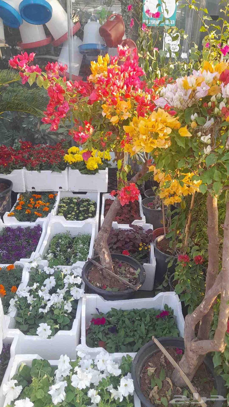 Nursery for landscaping, everything related to agriculture, including olive trees available64214574438787114