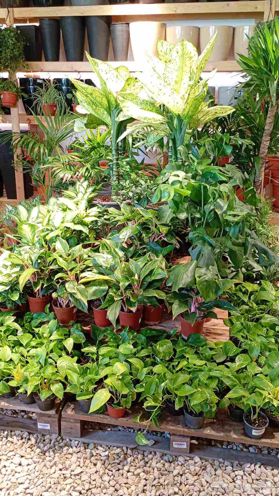 مشاتل وتنسيق حدائق وصيانة شهريه64212227434881111