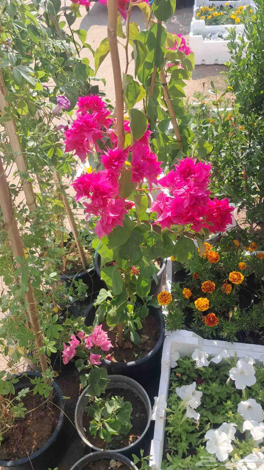 اشجار وزهور وسماد وصيانة الحدائق64212449604994113