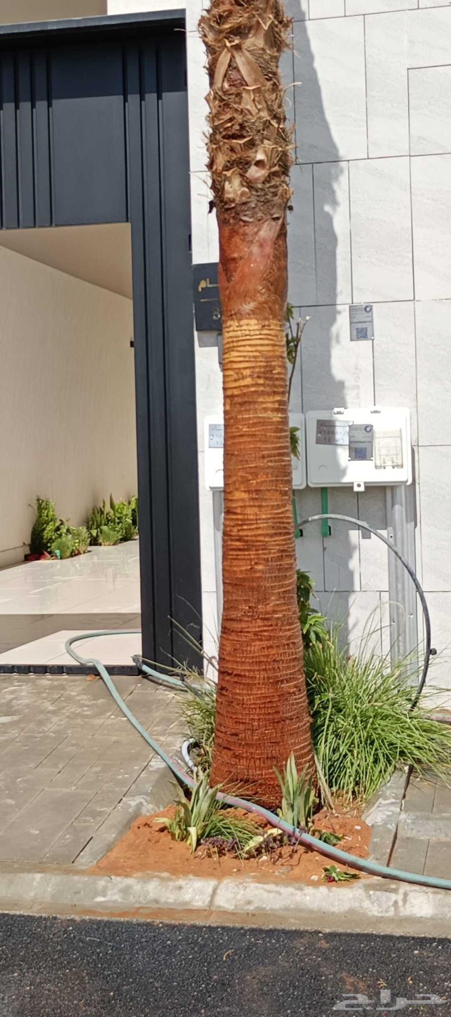 Washingtonia Palms, Arabic Palm Trees, Palm Cleaning, Trimming and Pruning64213285467779113