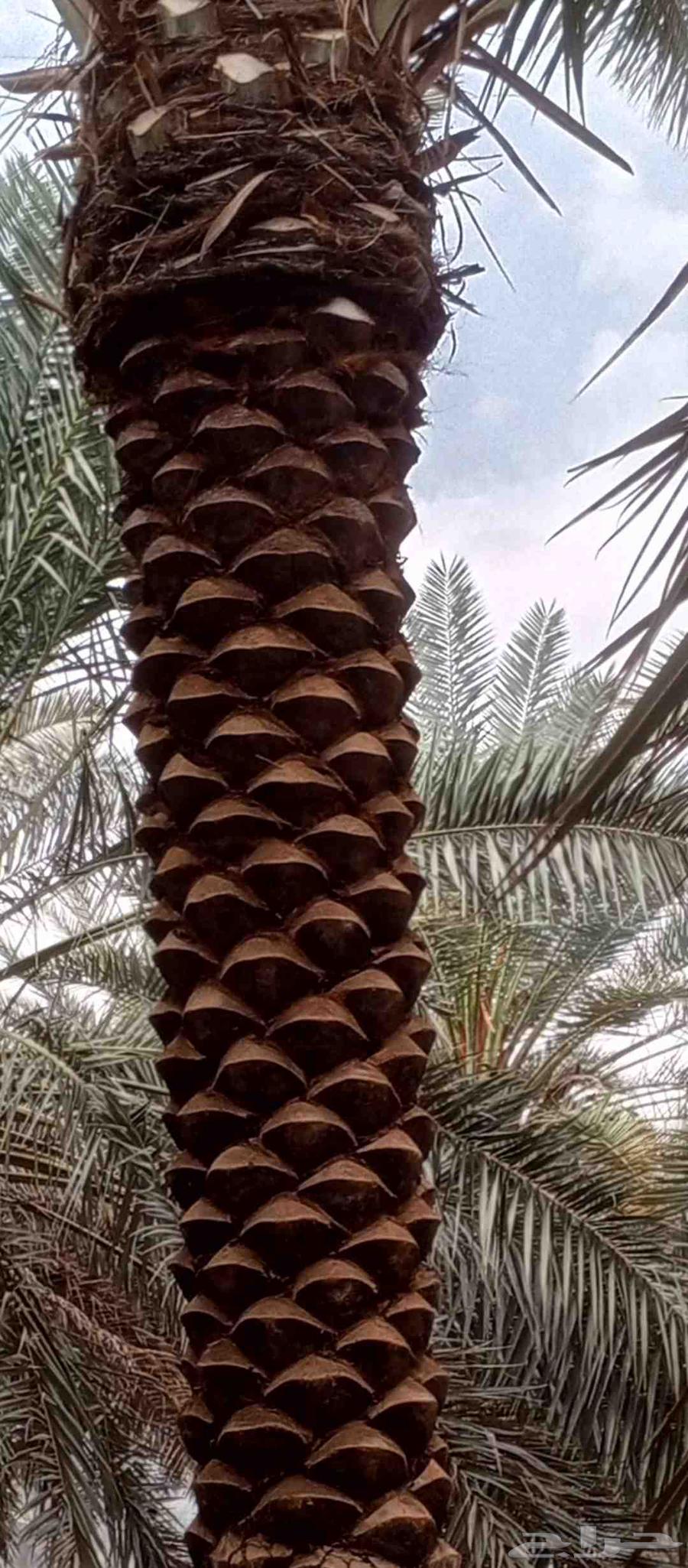 Trimming, cleaning, and pruning of Arabian and Washingtonia palm trees64213918576387110