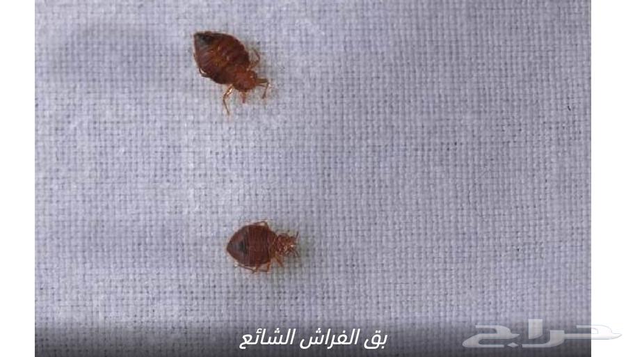 تسليك مجاري تسليك المطابخ والحمامات صفيات المطر تنظيف خزانات64213061132034114