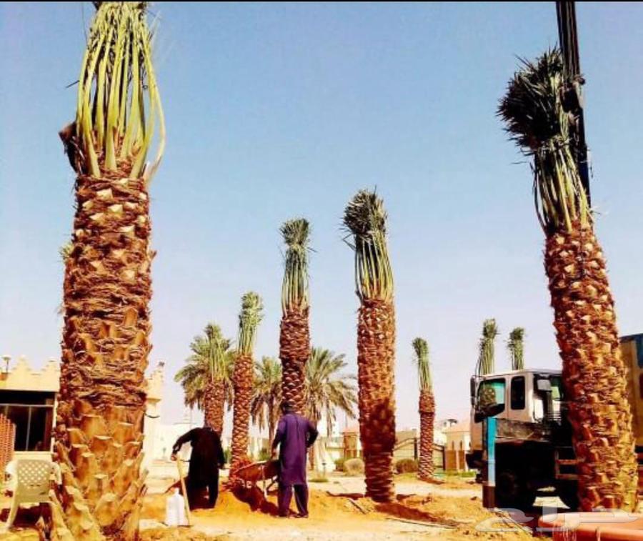 مقاول نخيل64212449420929113