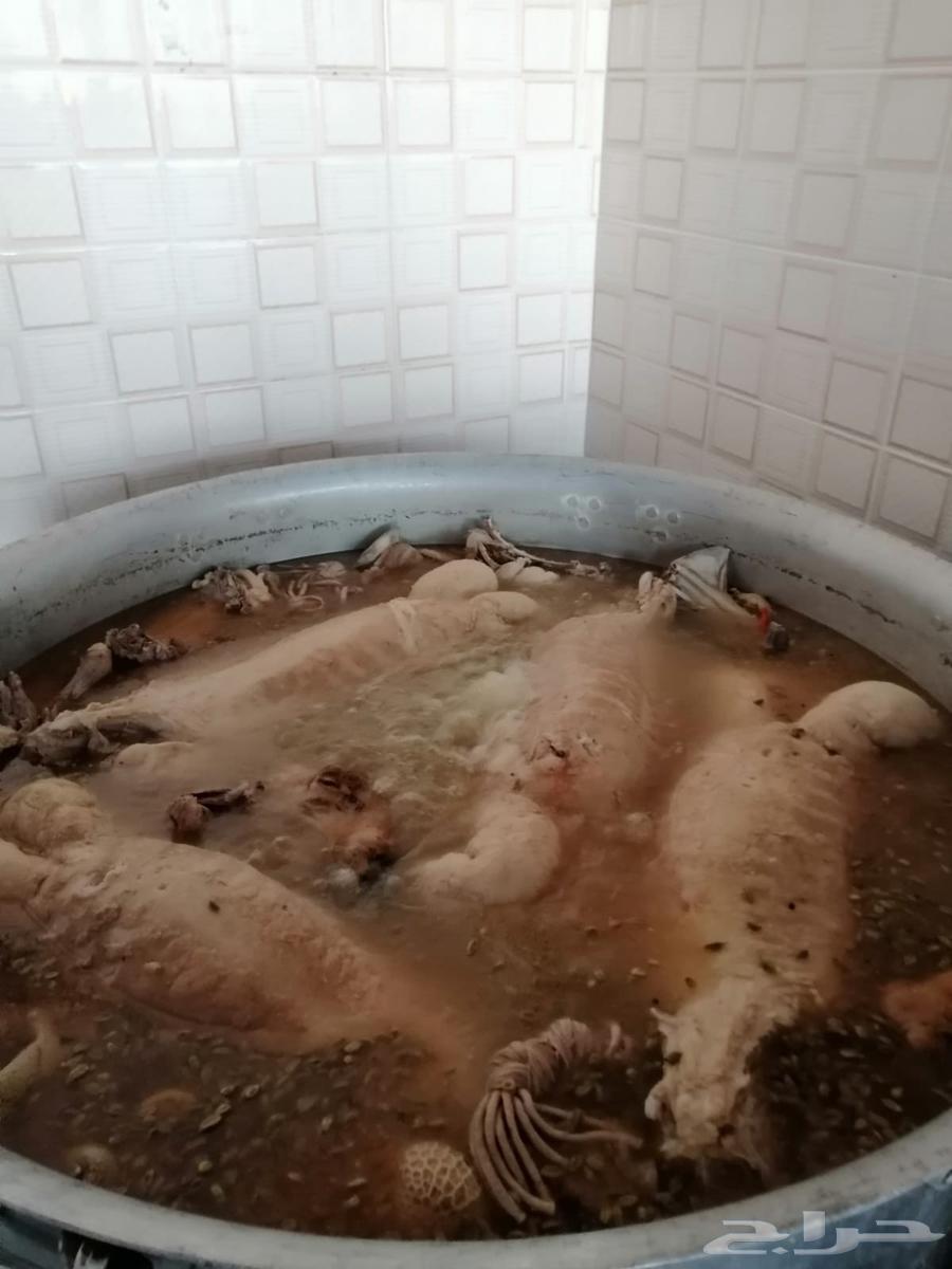 طباخ وسلاخ متنقل في مهرجان الملك عبد العزيز معاء جميع العده64213695005571112