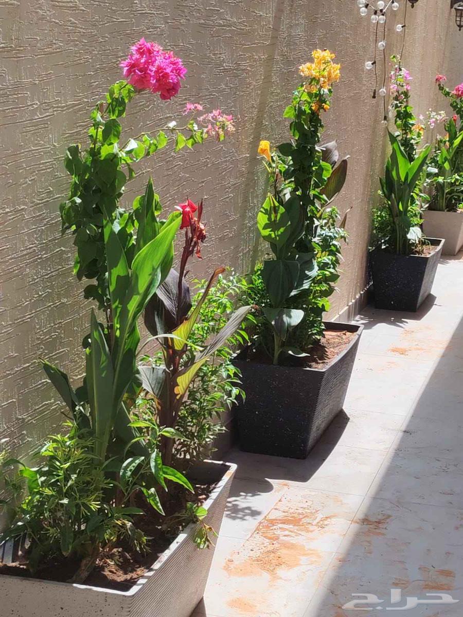 Planting trees and palm trees64511815240193114