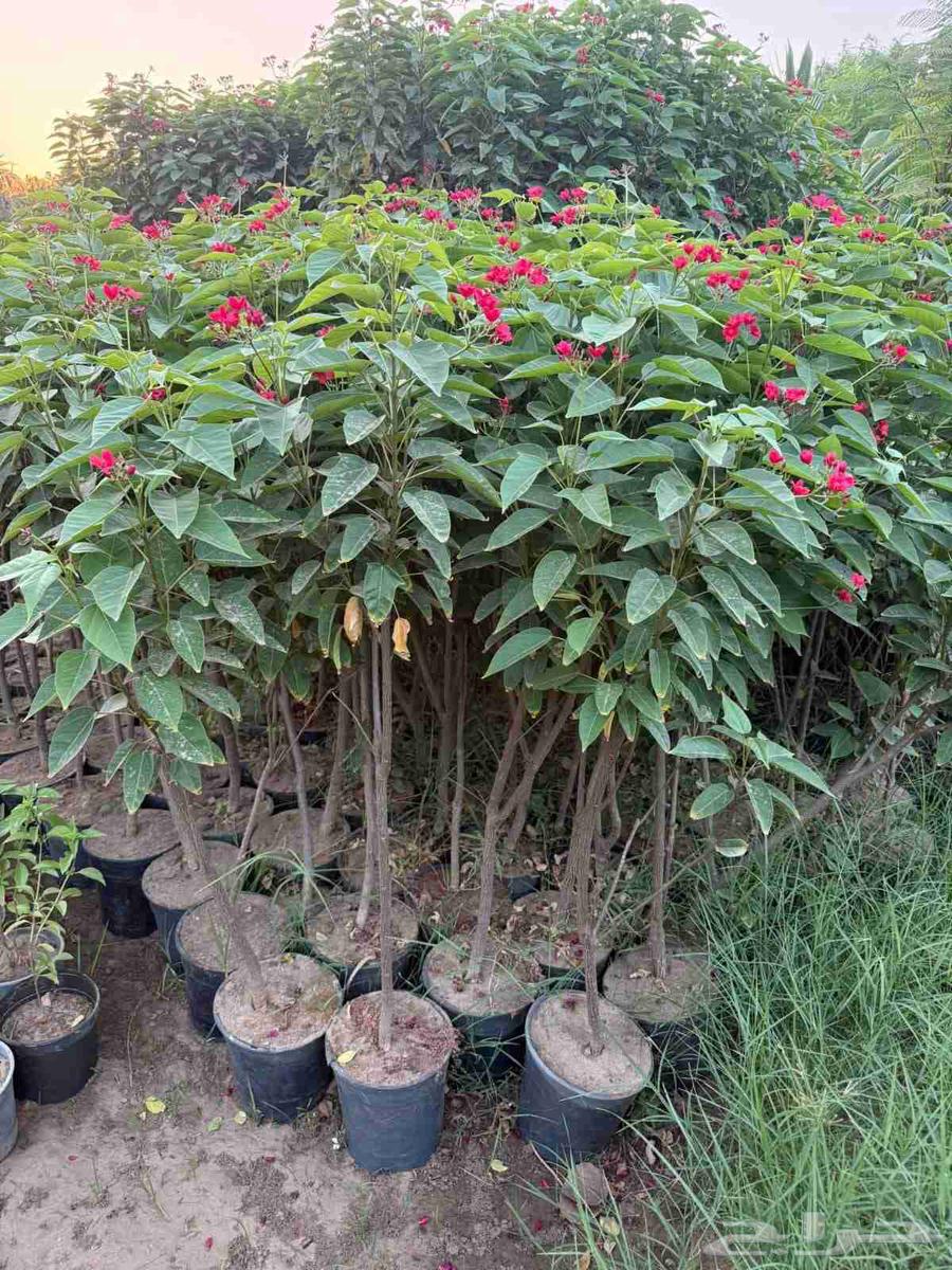 Natural garden landscaping with artificial grass and all types of trees at reasonable prices64213282381314110