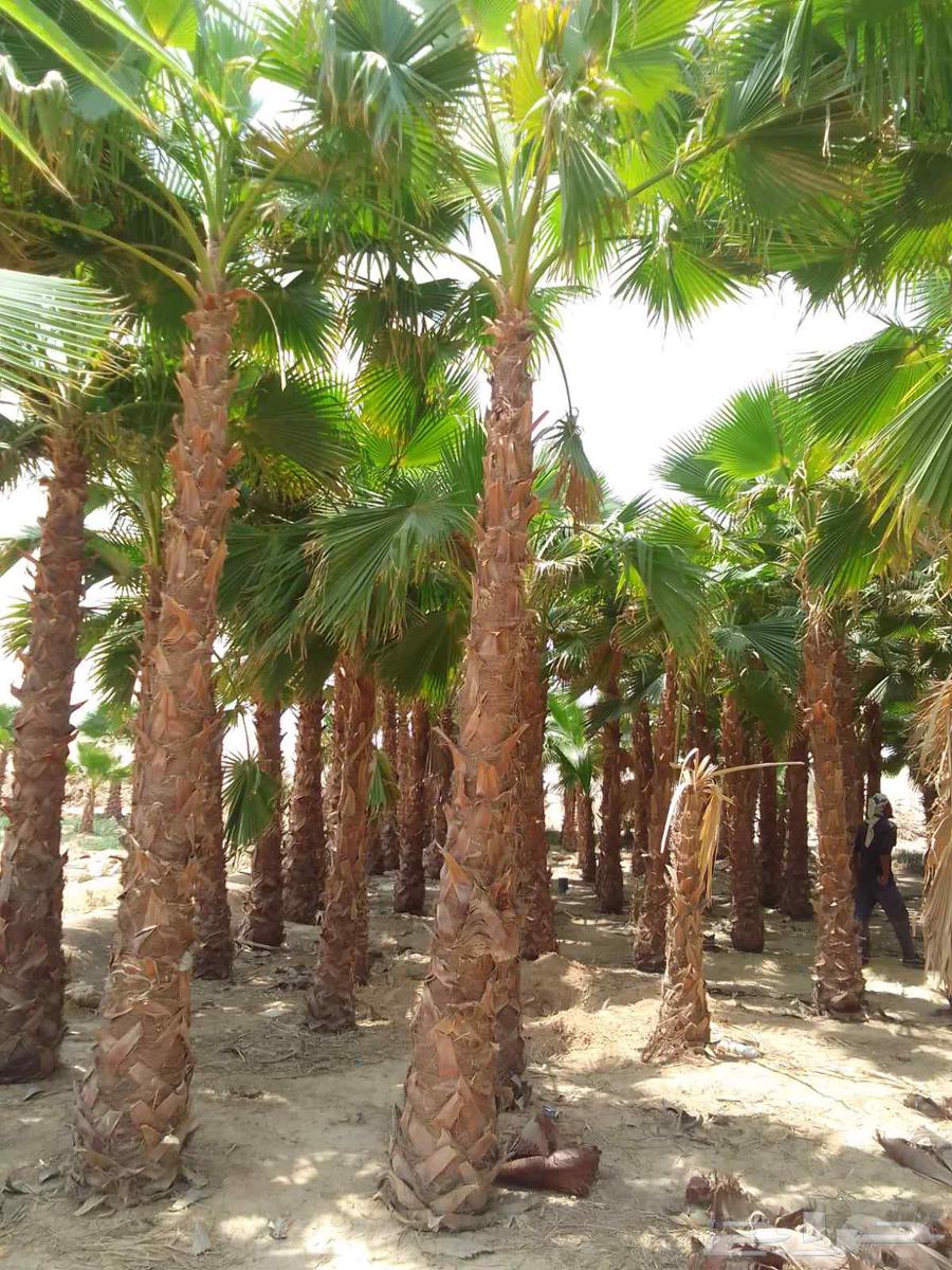 أبوطالب لزراعة النخيل64213695880834113