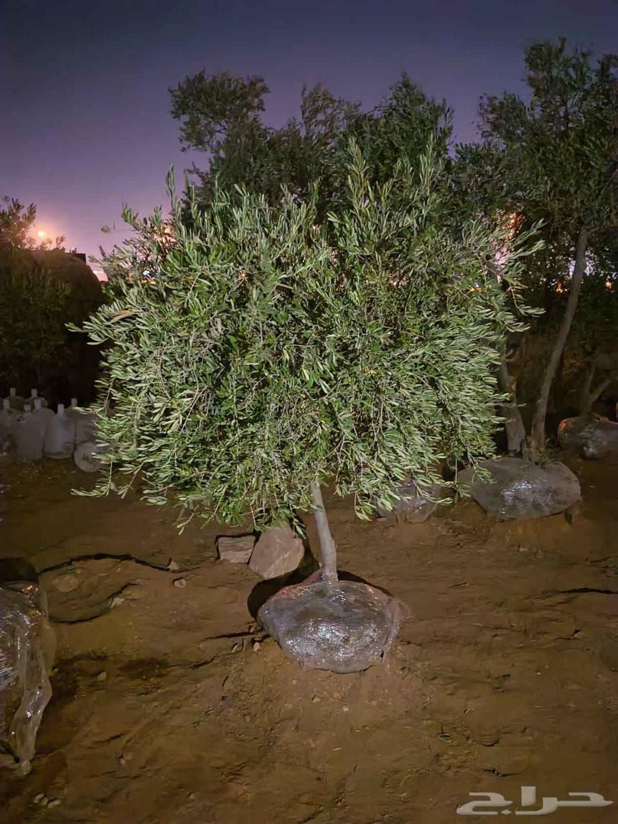 Nursery for landscaping, everything related to agriculture, including olive trees available64214574438787110