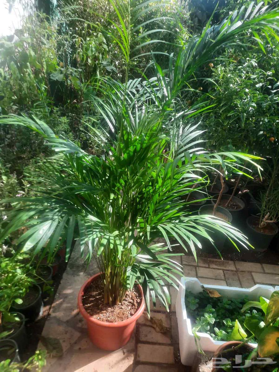 Planting trees and palm trees64511815240193113