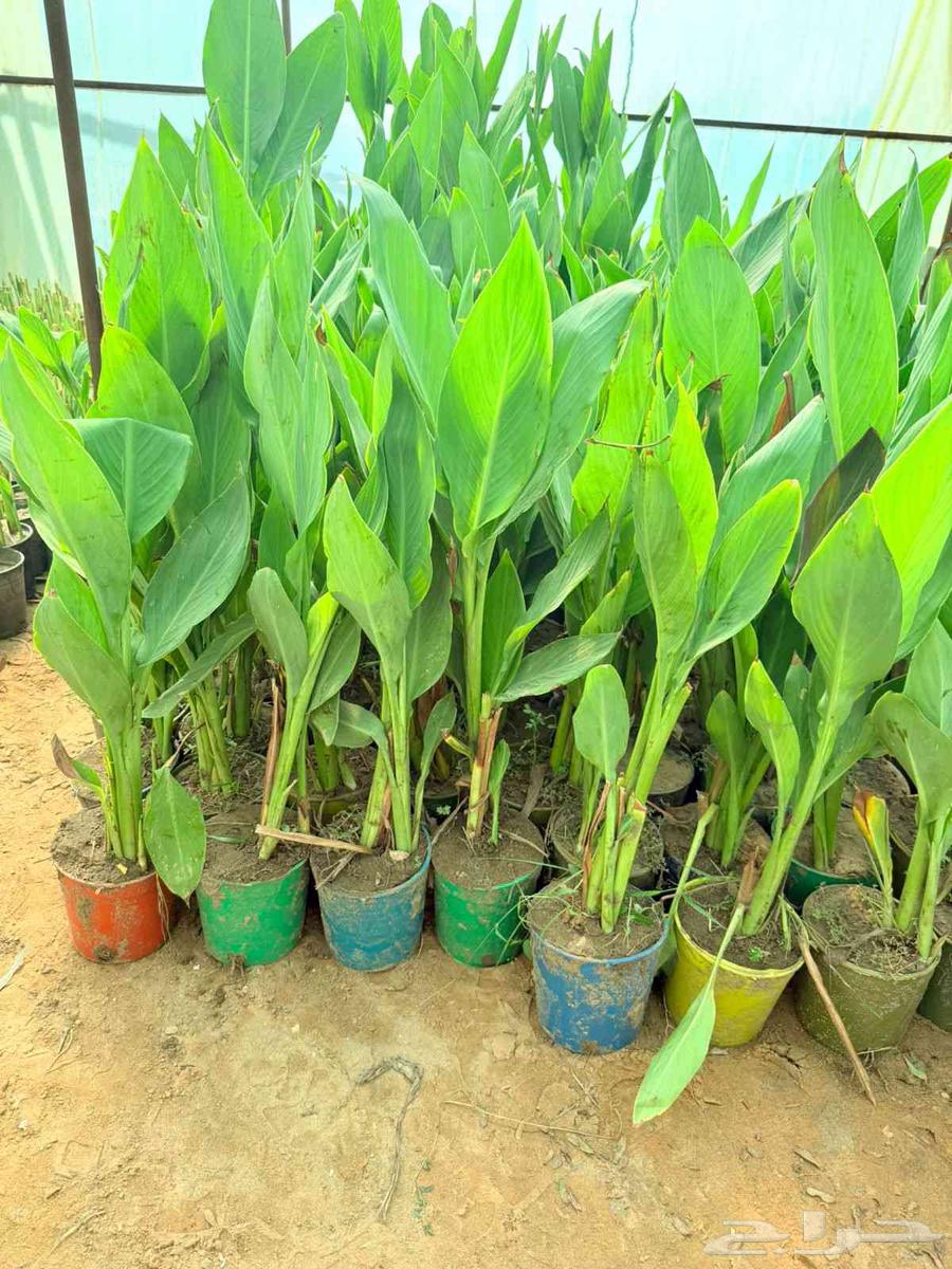 اشجار وزهور وسماد وصيانة الحدائق64212449604994111