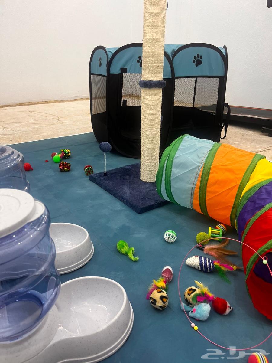 فندق قطط الرياض64212867292289110