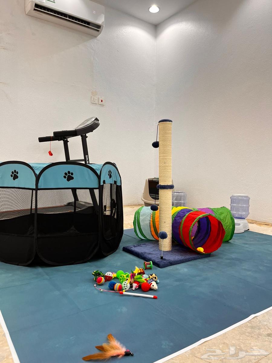 فندق قطط الرياض64212867292289112