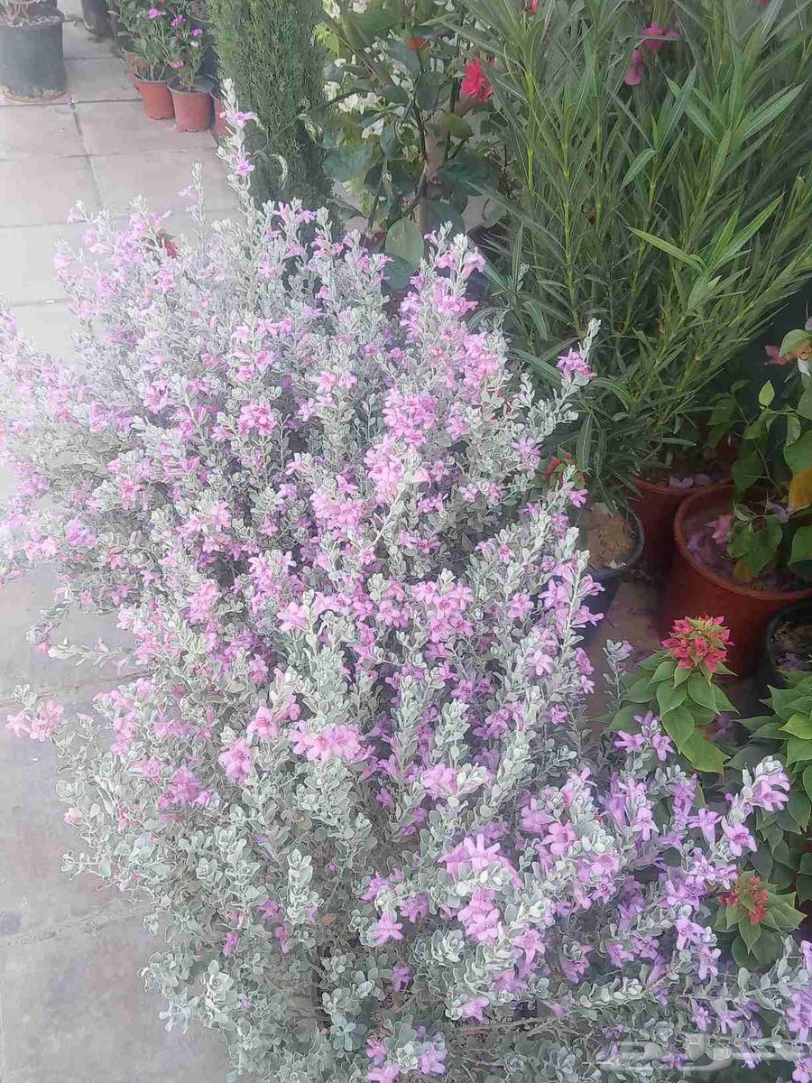 مشتل أبو سجده للزراعه64225065090178113