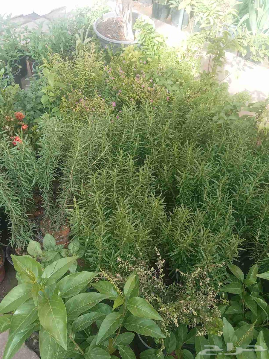 مشتل أبو سجده للزراعه64225065090178114