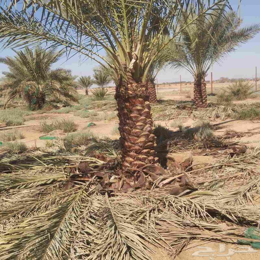 توريد وتركيب شبوك المزارع والاراضي وزراعه النخيل والأشجار بج64214349325569111