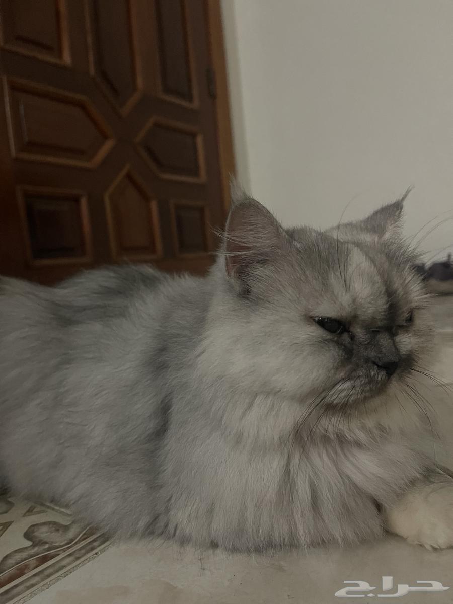 انثى شيرازيه للتبني64214115784321114