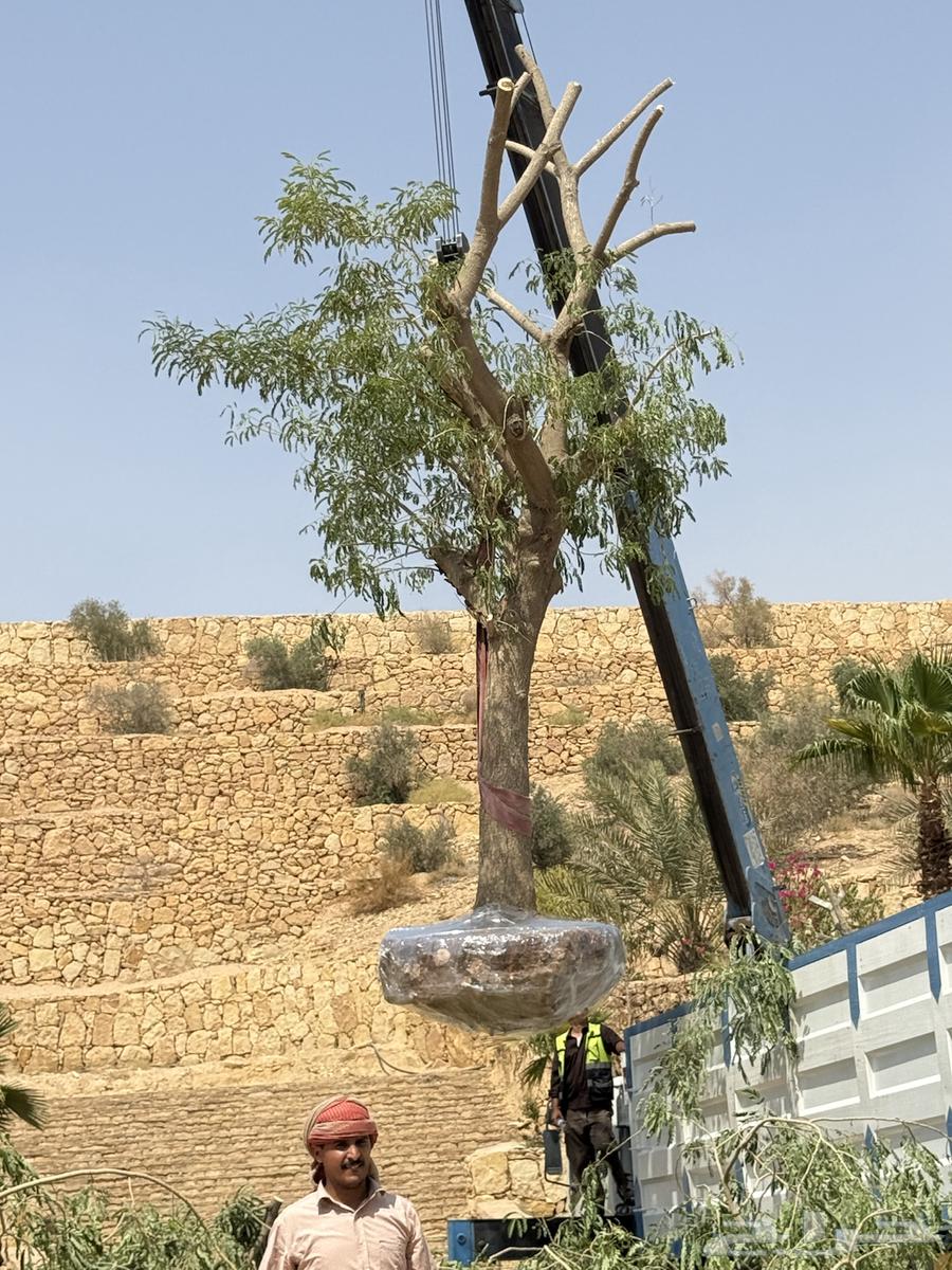 Removal of palm trees and trees64216462112897112