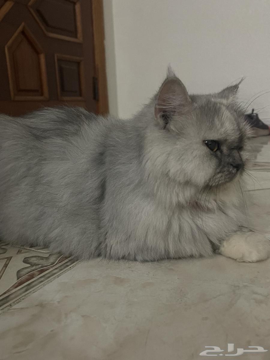 انثى شيرازيه للتبني64214115784321113