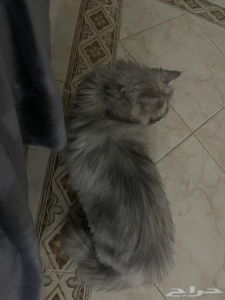 انثى شيرازيه للتبني64214115784321112