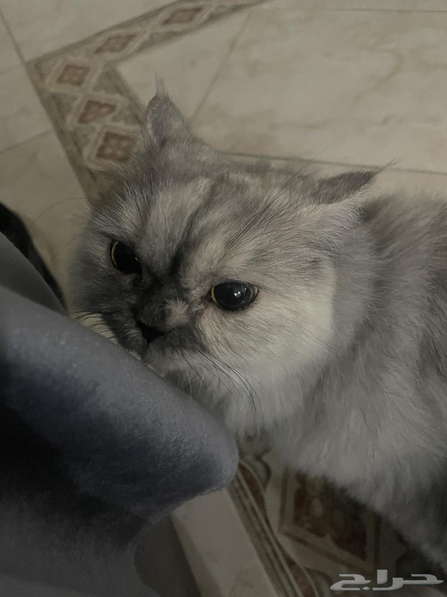 انثى شيرازيه للتبني64214115784321111