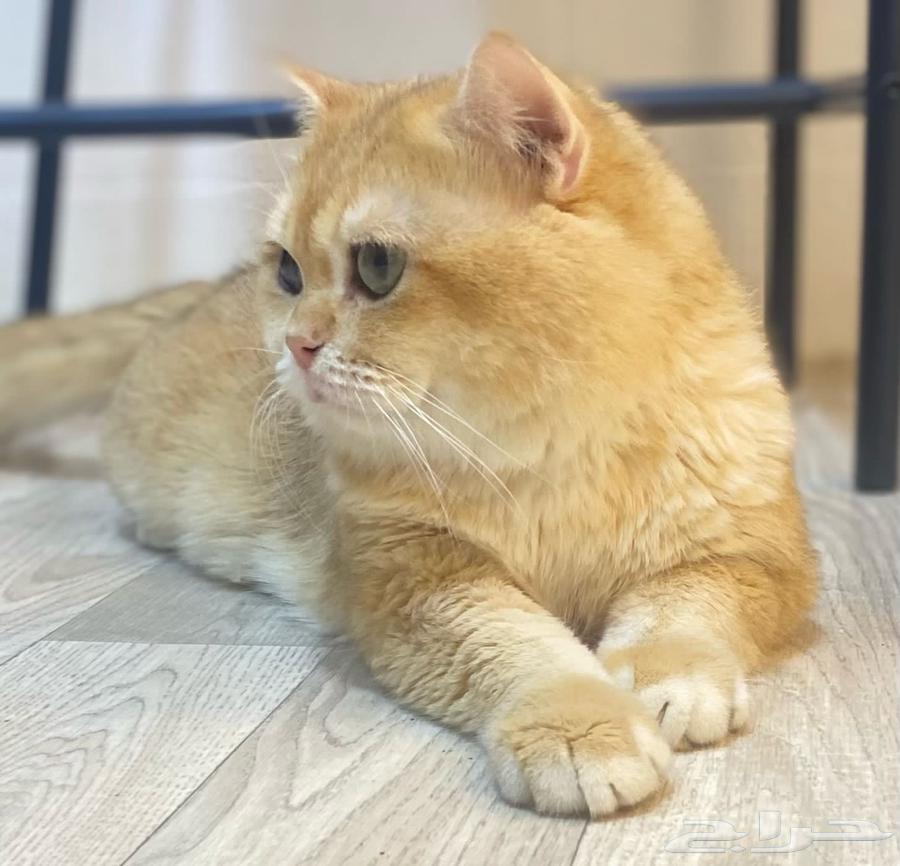 تزاوج قط ذكر برتش سكوتش قولد ny12 للتزاوج64213698175489110