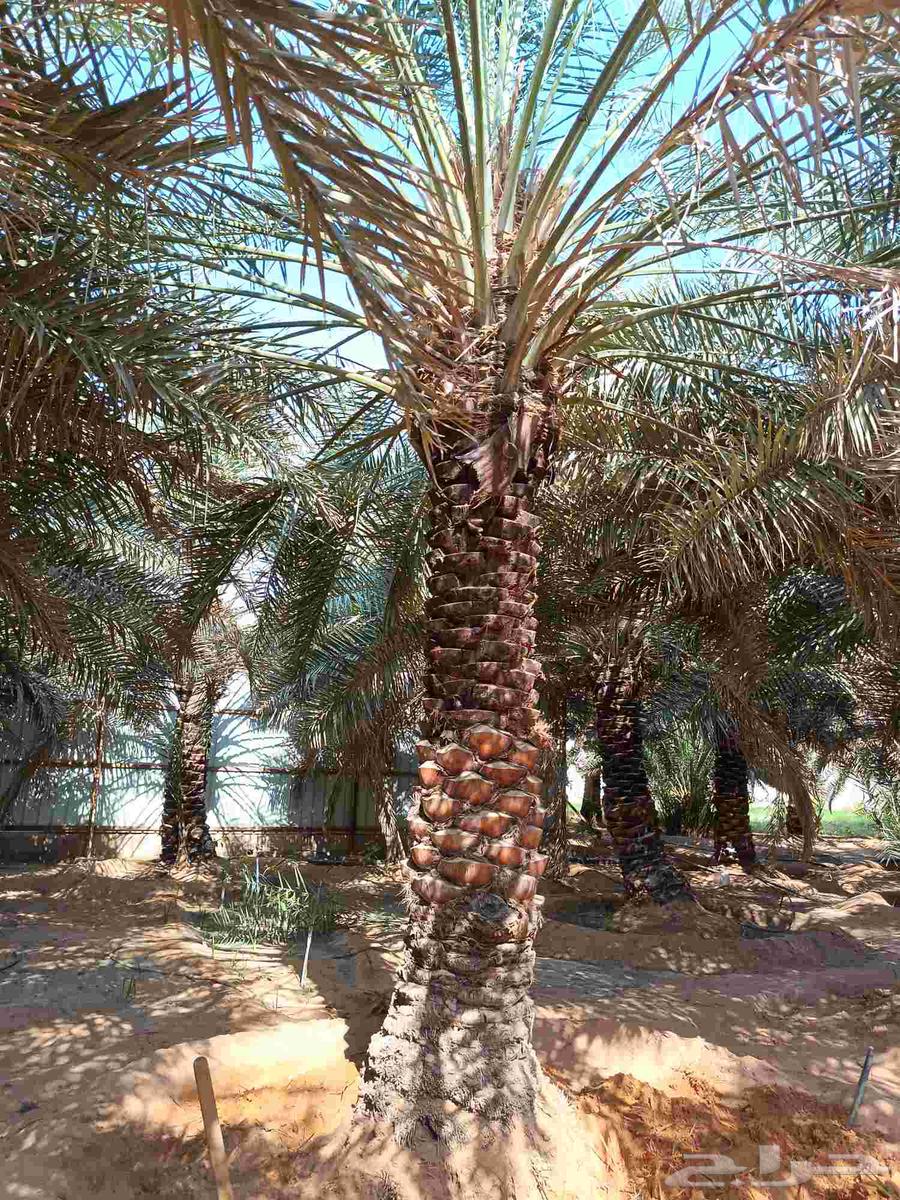 I want a large quantity of Nabut dates64212448781955112