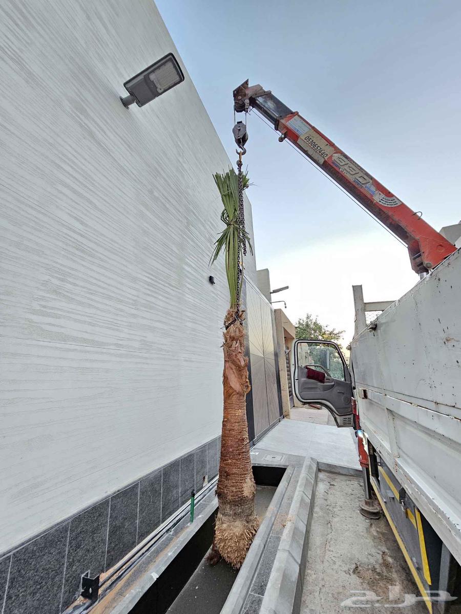 نخل واشنطني واشنطن64217412227330111