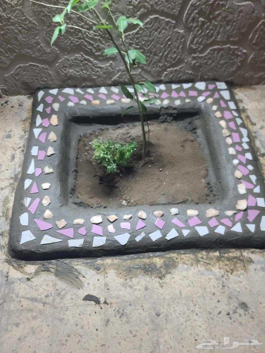 تزيين أحواض ورش وتقليم64212867284354114