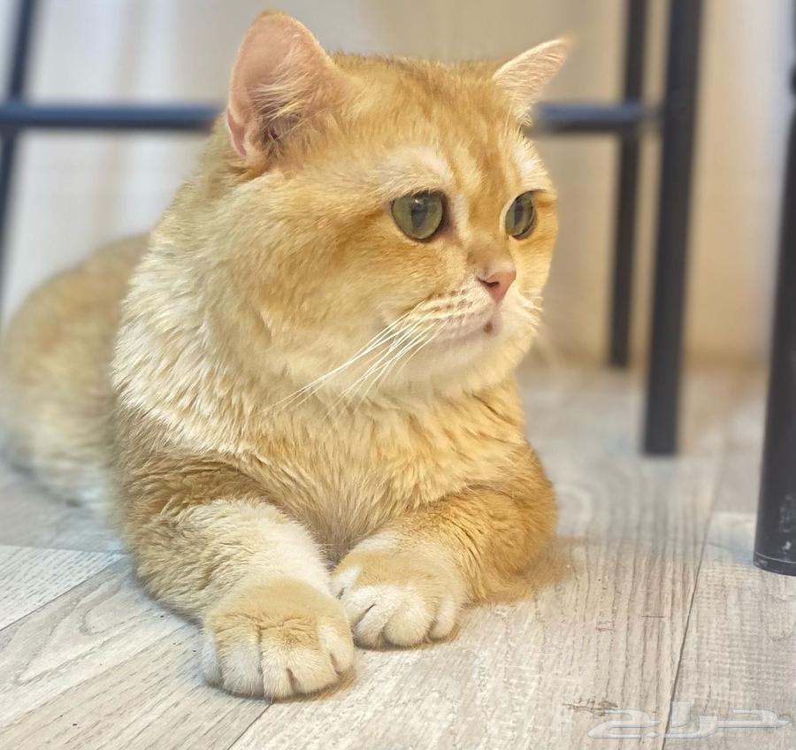 تزاوج قط ذكر برتش سكوتش قولد ny12 للتزاوج64213698175489111