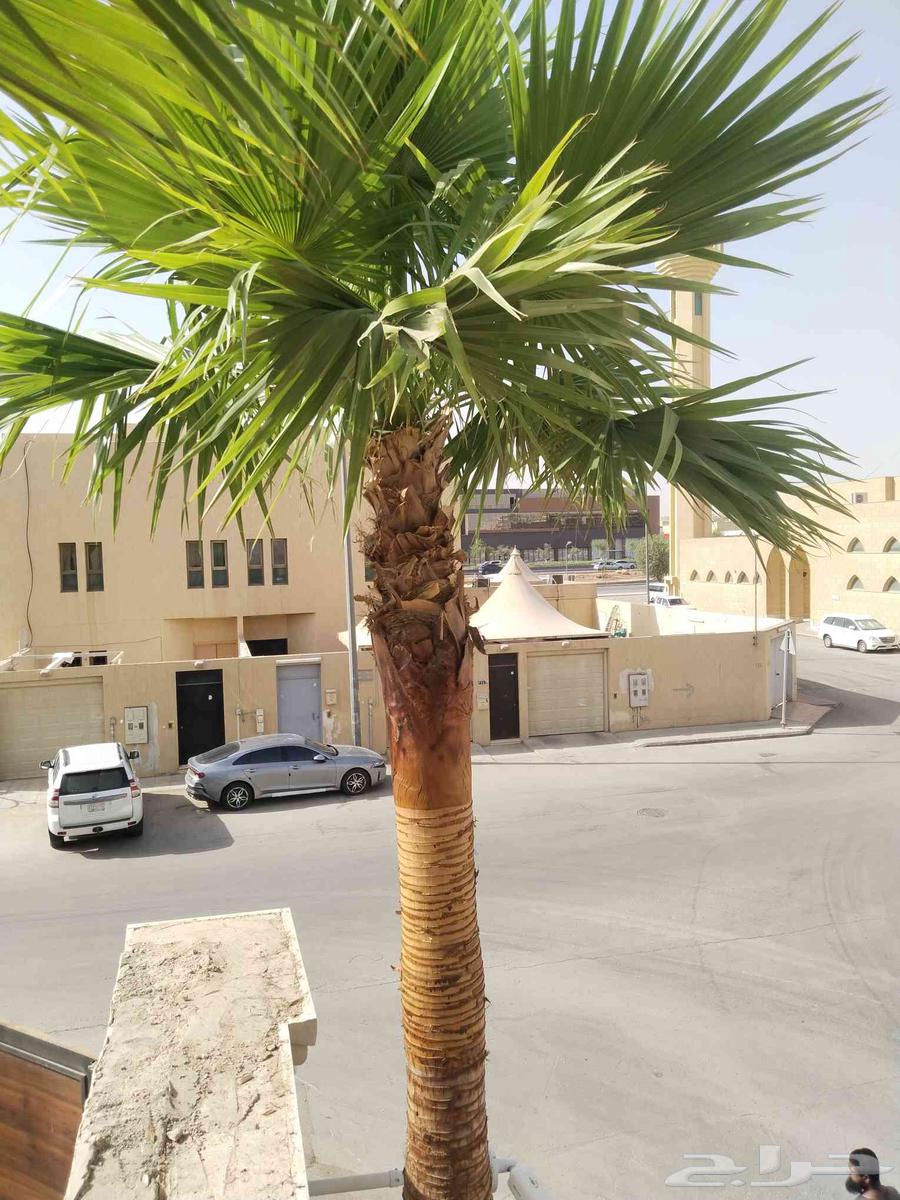 Trimming, cleaning, pruning of Arabian and Washingtonia palm trees, and changing the soil64214345940354114