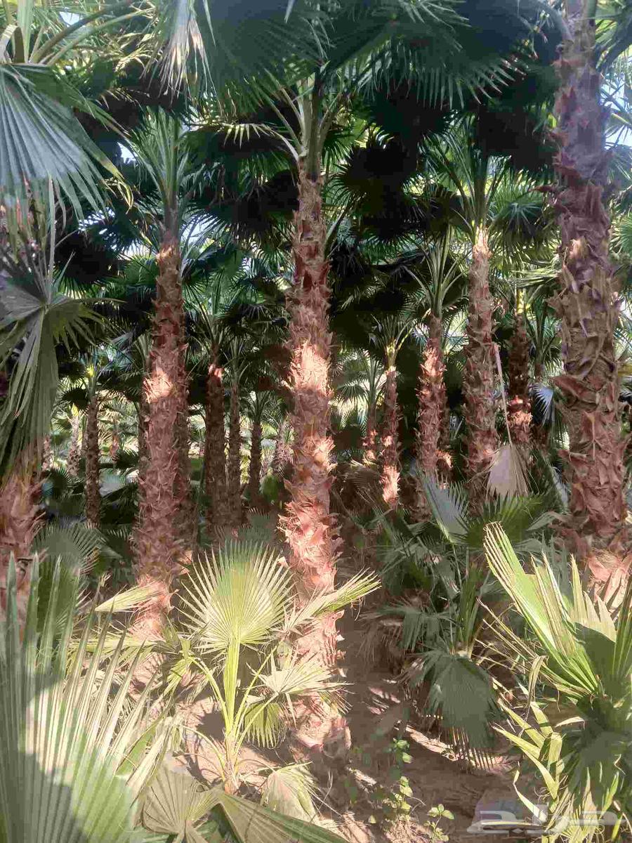 مطلوب مزرعه للاجار او اشركه عقد طويل نشاطي مشتل نخيل وشنطن64216455381506110