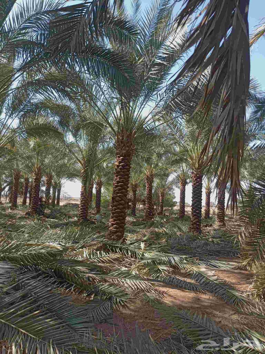 زراعه تكريب تنظيف النخيل64213699022209112