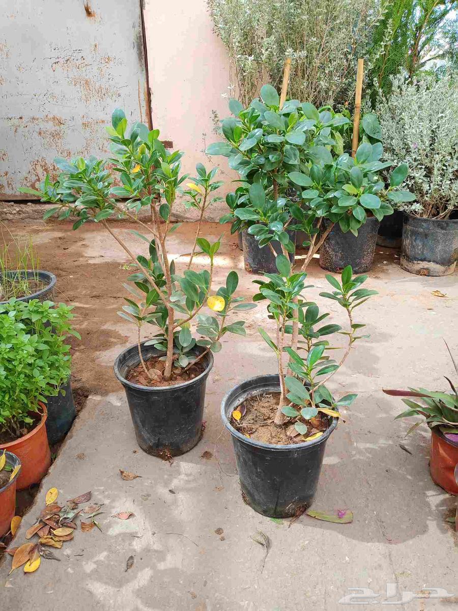 مشتل أبو سجده للزراعه64225065090178111