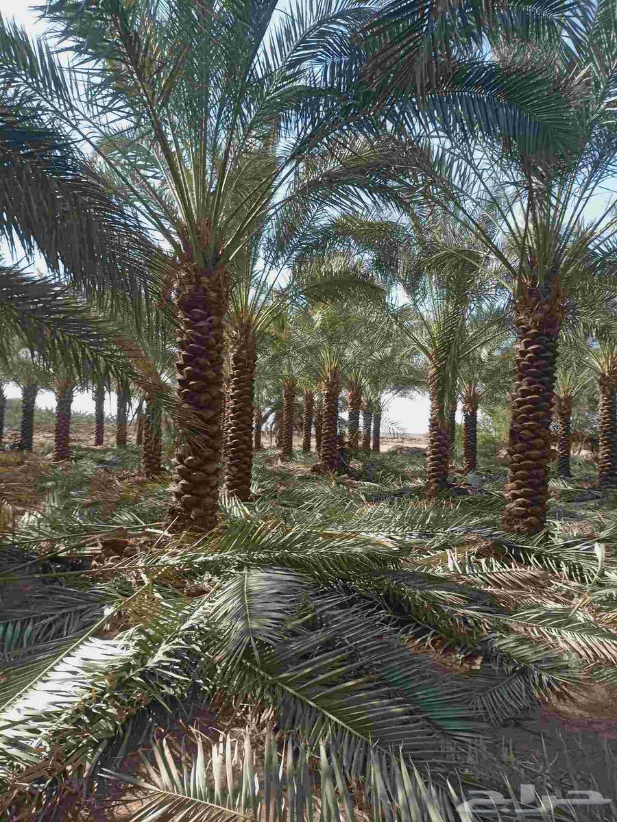 زراعه تكريب تنظيف النخيل64213699022209111