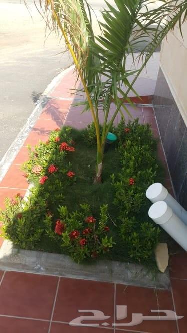 منسق حدائق جده ومكه زراعه النجيله الطبيعي شبكات الري تقريبا64213480829825113