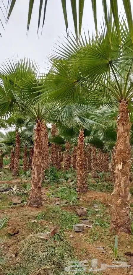 Palm Trees64212228007553113